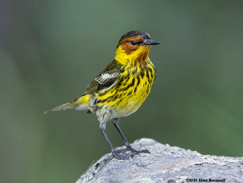 _B249120 cape may warbler.jpg